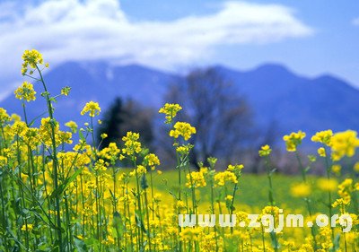 夢見給菜園澆水