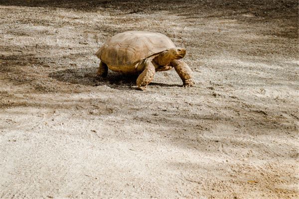 夢見烏龜_周公解夢