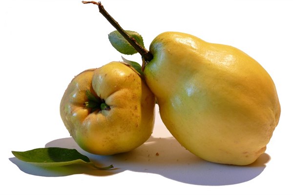 夢到梨瓜有什麼預示嗎_周公解夢