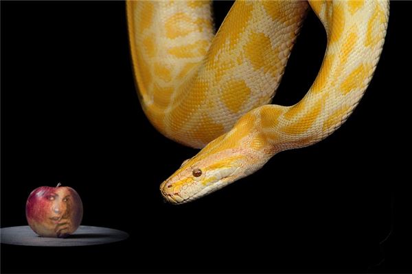 夢見黃金蟒蛇_周公解夢