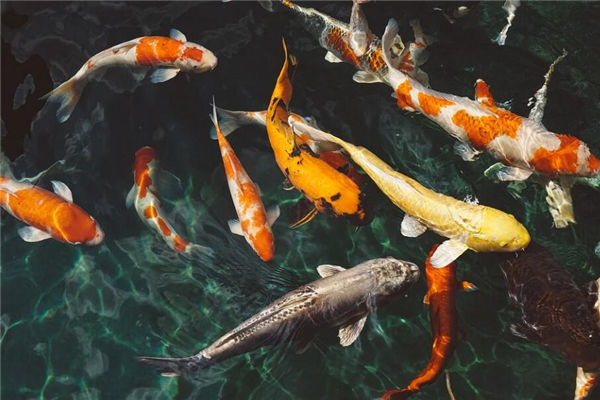 夢見很多魚是什麼意思_周公解夢