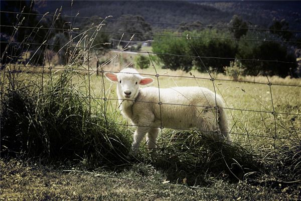 夢見宰羊流血_周公解夢