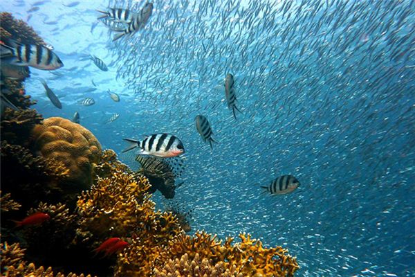 夢見放魚進水裡_周公解夢