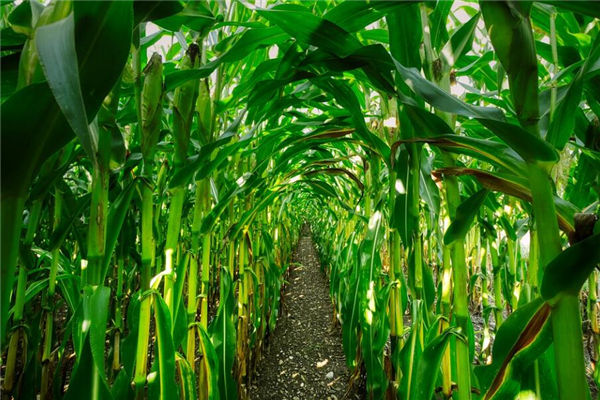 夢見玉米桿是什麼意思_周公解夢