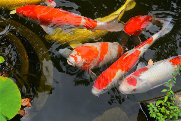 夢到紅色鯉魚是什麼兆頭_周公解夢