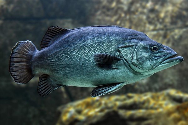 夢到大魚頭是好是壞_周公解夢