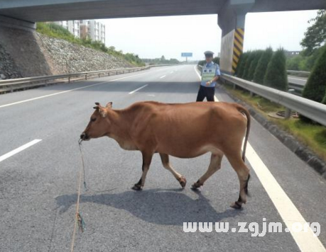 夢見黃牛撞人