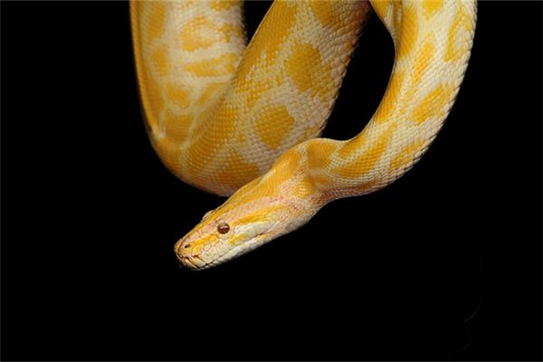 女人夢見蛇進屋_周公解夢