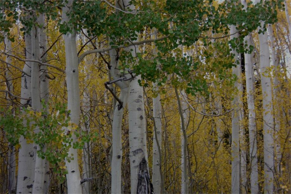 夢見白楊樹意味著什麼_周公解夢