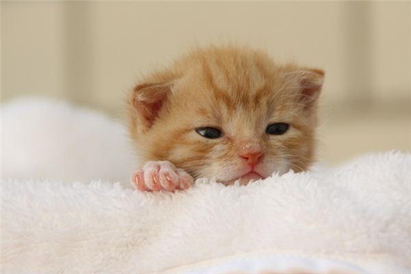 夢到貓真生女孩_周公解夢