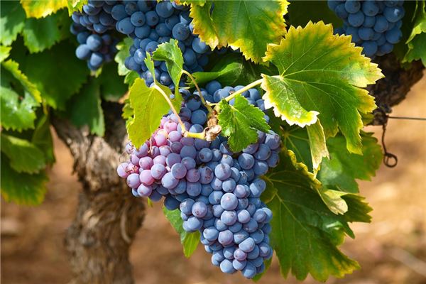 夢見葡萄是送子夢嗎_周公解夢