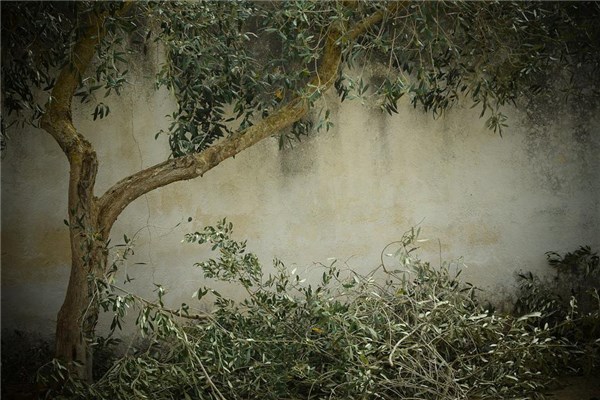 夢見修剪樹木是好的徵兆嗎_周公解夢