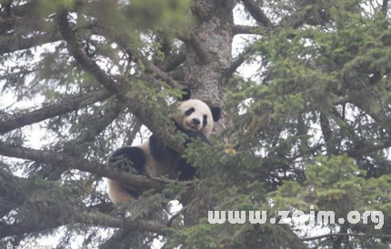 夢見爬上大樹