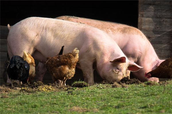 男的夢見殺豬_周公解夢