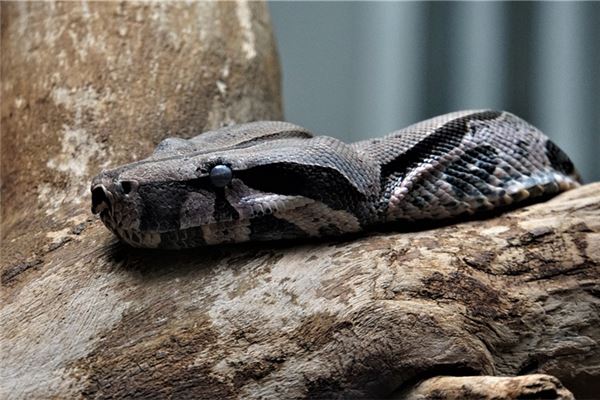 做夢夢到蟒蛇_周公解夢