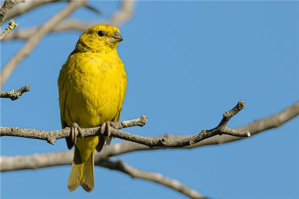 夢到了金鳥預示什麼_周公解夢