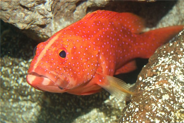 夢到了紅色大魚代表什麼_周公解夢