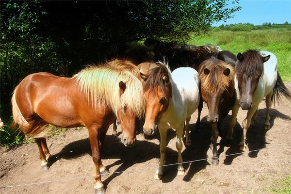 夢見很多馬_周公解夢