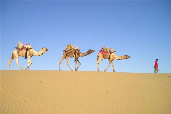 夢見駱駝意味著什麼_周公解夢