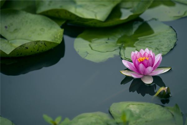 夢見蓮花生大士_周公解夢