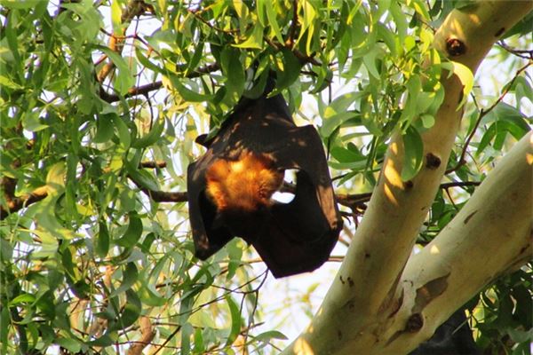 夢見自己吃蝙蝠_周公解夢