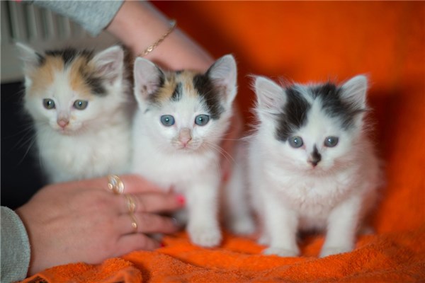 夢見3隻貓有什麼意義嗎_周公解夢