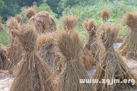 夢見稻草