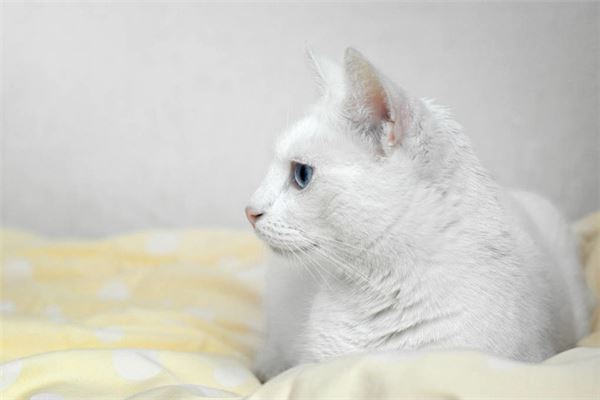 夢見白貓很兇_周公解夢