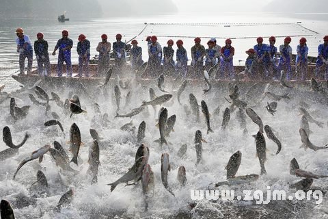 夢見自己捕魚