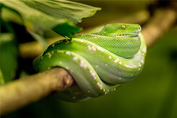 夢到蛇進宅是什麼預兆_周公解夢