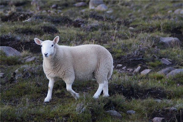 夢到了羊受傷什麼寓意_周公解夢
