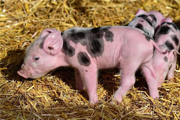 2019年屬豬什麼五行_十二生肖