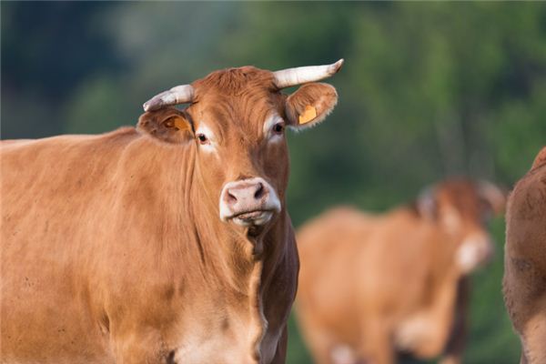 21年是哪個生肖的本命年_十二生肖