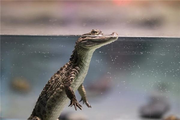 夢見鱷魚咬我_周公解夢